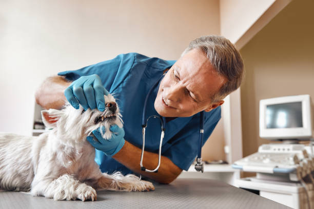 Best Emergency Dentist for Special Needs Patients in Vernon, WI